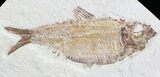 Knightia + Mioplosus Fossil Fish - Wyoming #27407-2